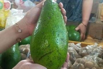 Cara Memilih Alpukat yang Matang dan Tidak Pahit