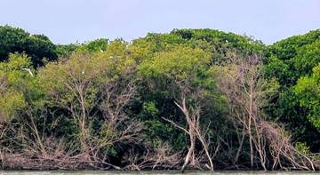 Terdampak Rob, Desa Bedono Jadi Laboratorium Hidup Undip
