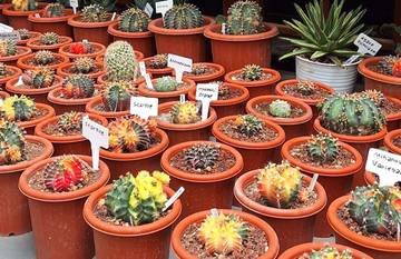 Kaktus Dalam Ruangan, Bantu Menyegarkan Udara