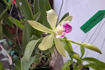 Mengenal Anggrek Cattleya: Ratu Anggrek dengan Bunga Mewah