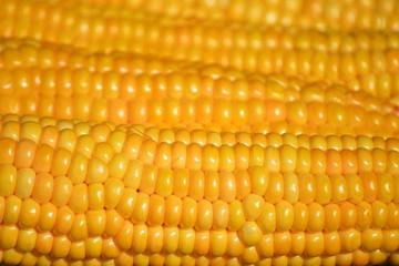 Cara Merebus Jagung agar Manis dan Tidak Keras