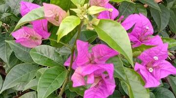 Bougenville: Bunga Kertas Menawan dan Tahan Banting