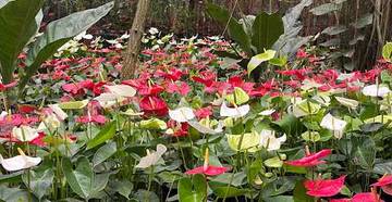 Bunga Kuping Gajah Percantik Ruang Terbuka Hijau