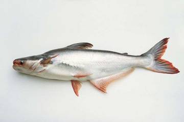 Pangasius, Alternatif Konsumsi Ikan Kaya Manfaat