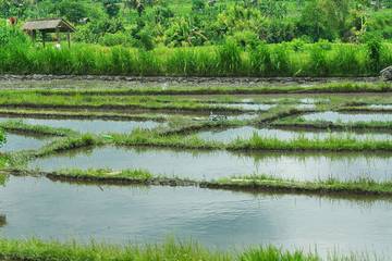 Irigasi Sawah Rusak, Sampah Perparah Dampak Banjir Kendal
