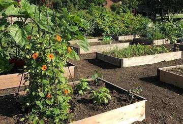 Berkebun Ala Raised Bed Jerman