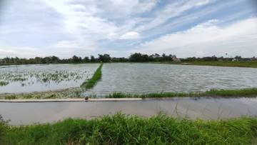 Pemkab Kendal Catat Ratusan Hektar Tanaman Padi Terkena Puso