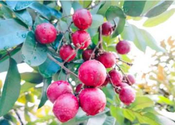 Kelengkeng Merah: Kandungan Nutrisi Hebat dan Manfaat Kesehatannya