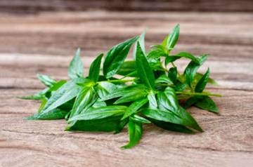 Sambiloto, Herbal Pahit Penunjang Imunitas Tubuh