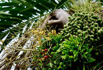Pinang Muda: Khasiat Kesehatan dan Panduan Konsumsi 