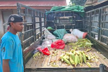 Stok Jagung Melimpah, Warga Mudah Rayakan Tahun Baru