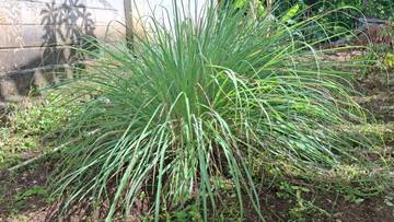 Serai Pekarangan Kaya Manfaat Kesehatan dan Ekonomi