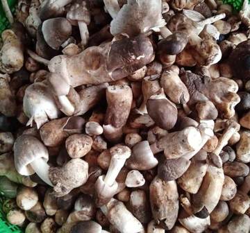 Mengenal Jamur Sawit dan Manfaatnya 