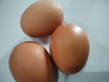 Telur Omega Pilihan Telur Sehat di Kutai Barat 