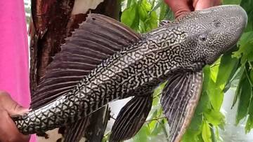 Heboh! Siomay Dicampur Ikan Sapu-Sapu, Apakah Berbahaya