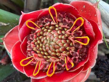 Rasa Khas dari Pekarangan Sambal Bunga Kecombrang