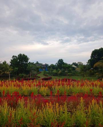 Destinasi Wisata Celosia Garden Ake Menarik Perhatian Pengunjung