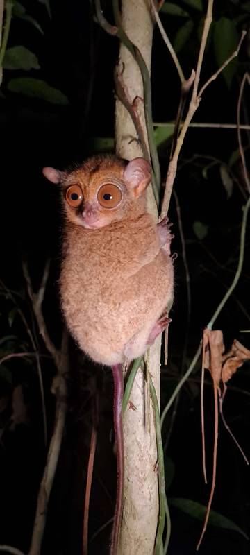 Mentilin Bangka, Primata Soliter Penjaga Ekosistem