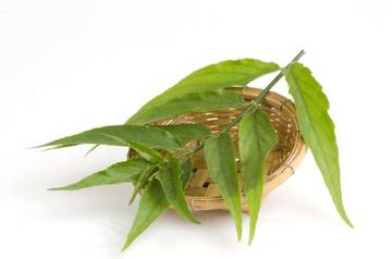 Daun Belalai Gajah, Inilah Beberapa Manfaatnya untuk Kesehatan