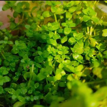 Tanaman Cuba, Si “Padang Hijau Mini” Primadona Aquascape