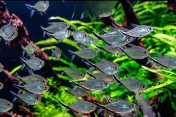 Kilau Garis Hitam Pesona Costae Tetra