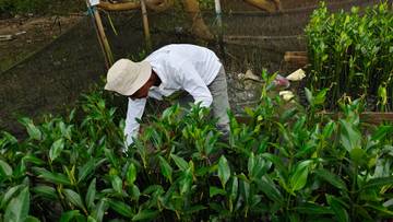 TPS Dorong Restorasi Pesisir Berbasis Pemberdayaan Petani Mangrove