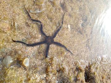 Mengenal Bintang Mengular: Makhluk Unik dari Laut