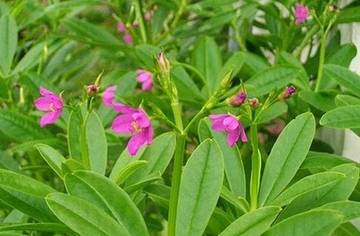 Talinum Triangulare, Ginseng Lokal yang Menyehatkan