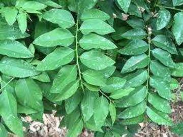 Keajaiban Daun Katuk untuk Kesehatan Tubuh