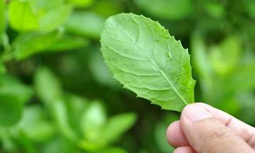 Beluntas, Tanaman Pagar Simpan Segudang Khasiat