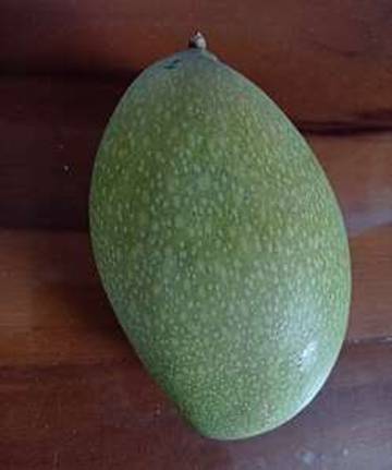 Mengenal Manfaat Buah Mangga Madu 