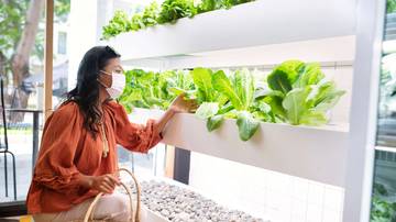 Kearifan Lokal Berkebun Sayuran di Rumah