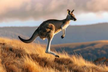 ​Mengenal Kangguru: Ikon Satwa Australia yang Unik