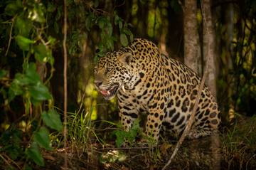 Mengapa Macan Disebut Predator Puncak?