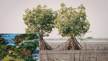 Ekosistem Pesisir, Penyangga Kehidupan dan Benteng Alami