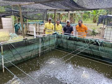 NHM Bantu Budidaya Ikan Nila Dorong Ekonomi Soahukum
