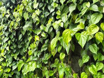 Daun Sirih: Tanaman Herbal Serbaguna dengan Segudang Manfaat untuk Kesehatan dan Kecantikan