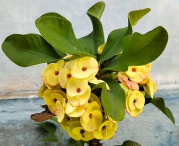 Membawa Hoky,  Mahkota  Duri  Euphorbia Cantik 