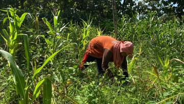 Cuaca Ekstrem, Petani Tuban Keluhkan Gagal Panen Jagung