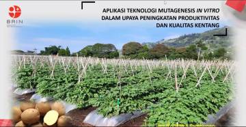BRIN Researchers Develop Disease-Resistant Potato Varieties