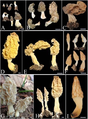 New Morel Mushroom Species Found on Mount Rinjani