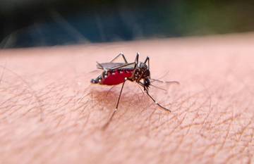  Indonesia Urges Collective Action to Combat Dengue Spread