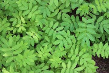 Do You Know Benefit of Moringa Leaves?  