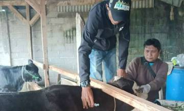 Musim Hujan, Pengawasan Kesehatan Ternak Diperketat Petugas