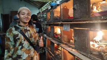 Rahasia Ayam Sehat dan Telur Melimpah 