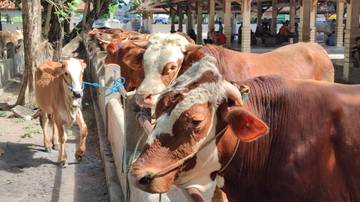 UGM dan Nagoya University Kolaborasi Riset Reproduksi Ternak