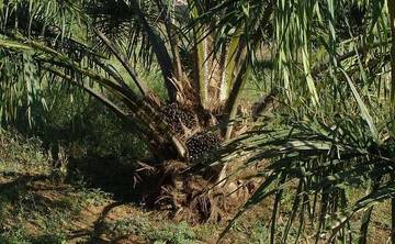 Kebun Sawit Potensial Jadi Lahan Penggembalaan Ternak