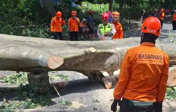 Imbas Cuaca Buruk, 25 Pohon Bertumbangan di Bantul