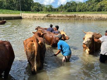 Gunungkidul Buka Peluang Investasi Pakan Ternak Ruminansia